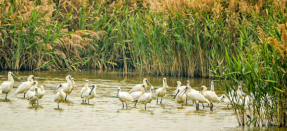 Black faced spoonbill