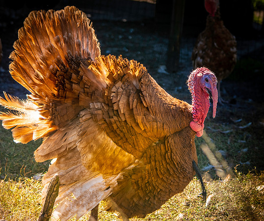 Bourbon red turkey