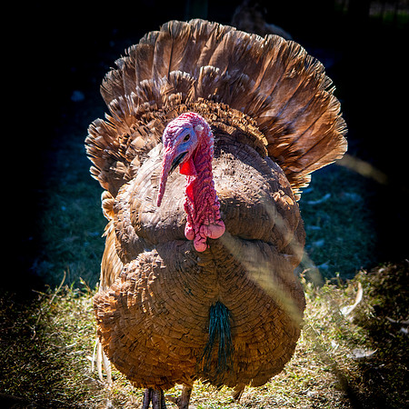 Bourbon red turkey