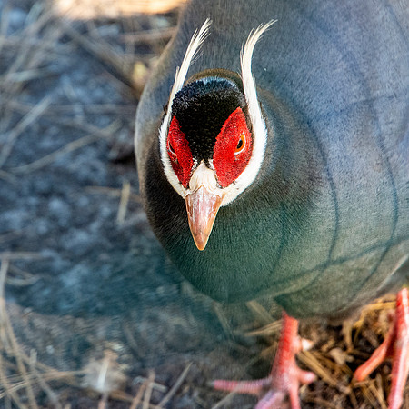 Brown eared pheasant