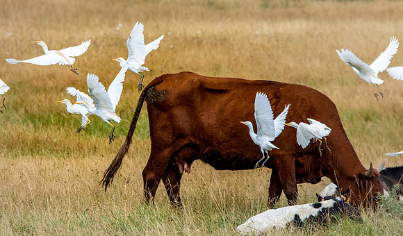 Cattle egret