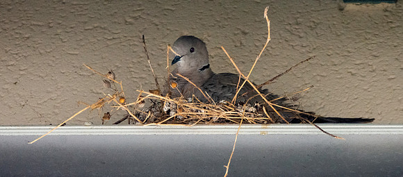 Collared dove