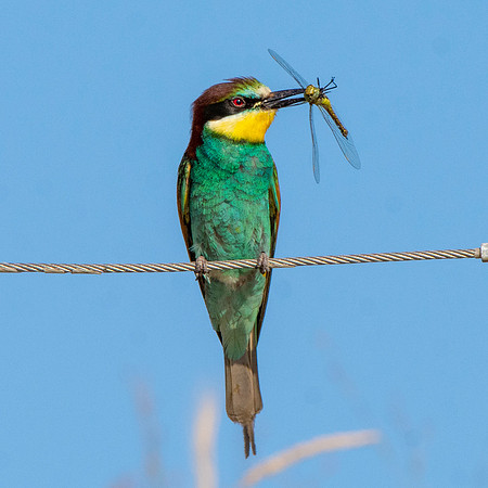 European bee eater