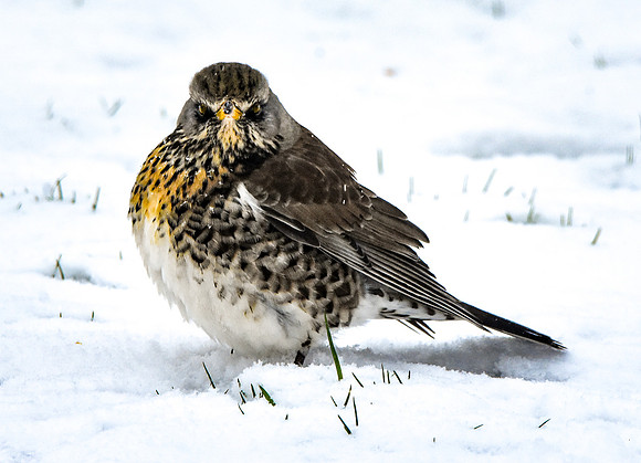 Fieldfare