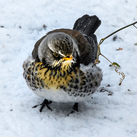 Fieldfare