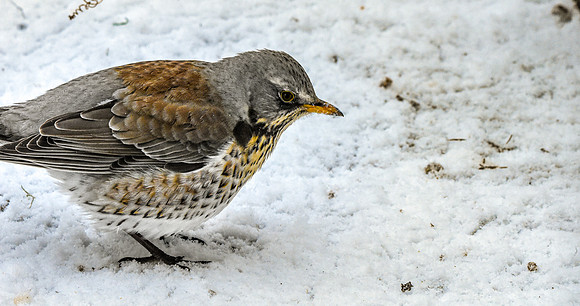 Fieldfare