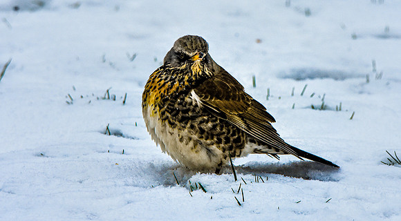 Fieldfare