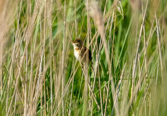 Great reed warbler