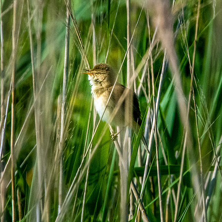 Great reed warbler