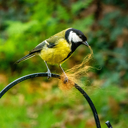 Great tit