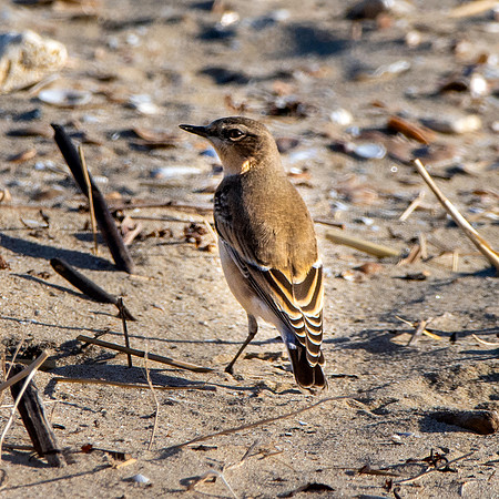 Isabelline wheatear
