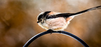 Long tailed tit