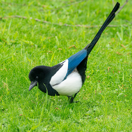 Eurasian magpie