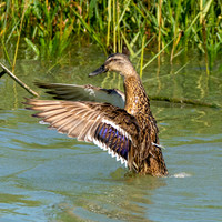 Female mallard