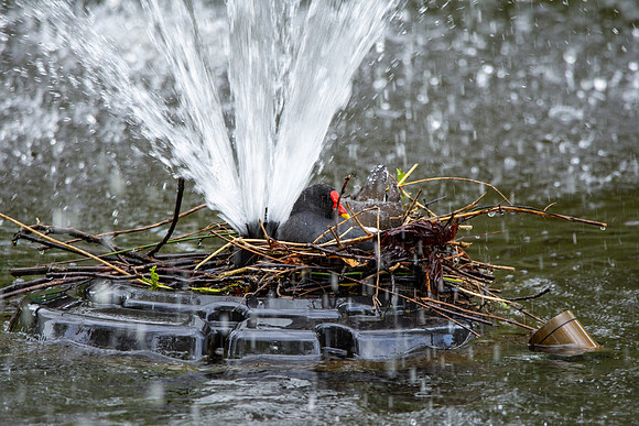 Moorhen