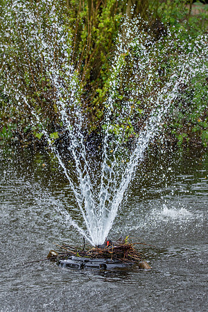 Moorhen