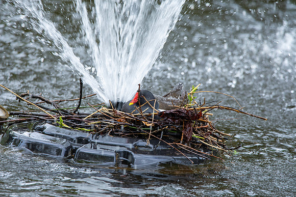Moorhen