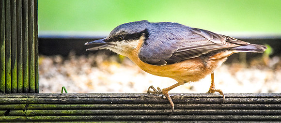 Nuthatch