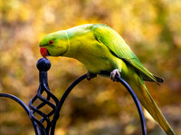 Ring necked parakeet