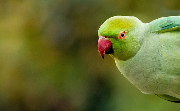 Ring necked parakeet