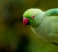 Ring necked parakeet