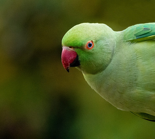 Ring necked parakeet