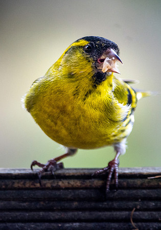 Siskin