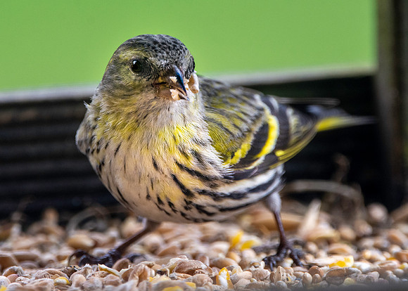 Siskin