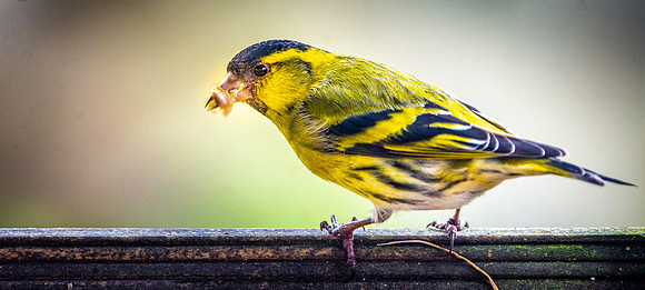 Siskin, male