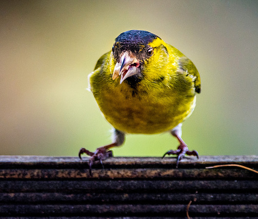 Siskin