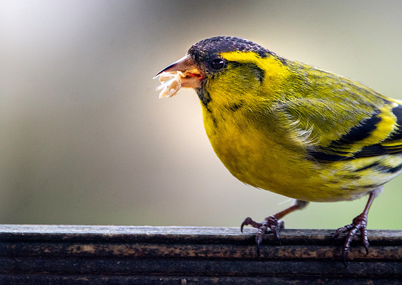 Siskin