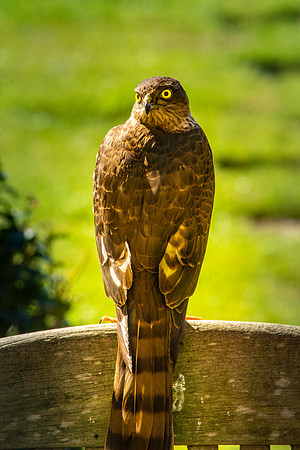Sparrowhawk