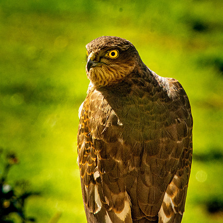 Sparrowhawk