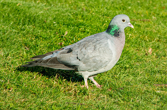 Stock dove