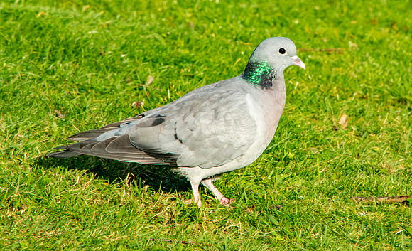 Stock dove
