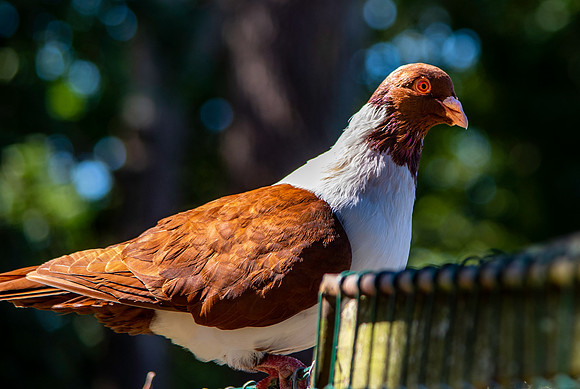 Strasser pigeon