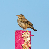 Tawny pipit