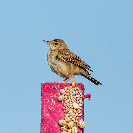 Tawny pipit