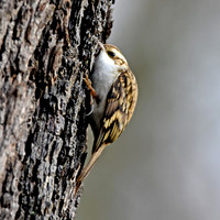 Treecreepers