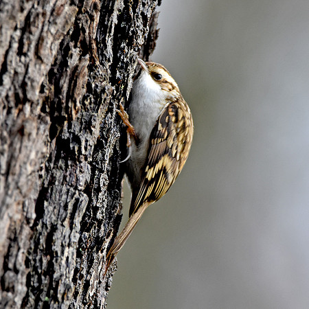 Treecreepers