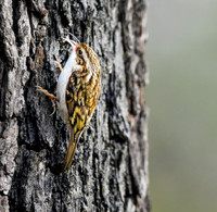 Treecreepers