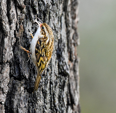 Treecreepers