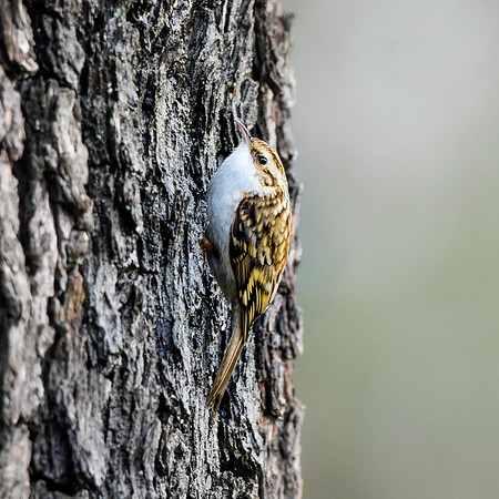 Treecreepers