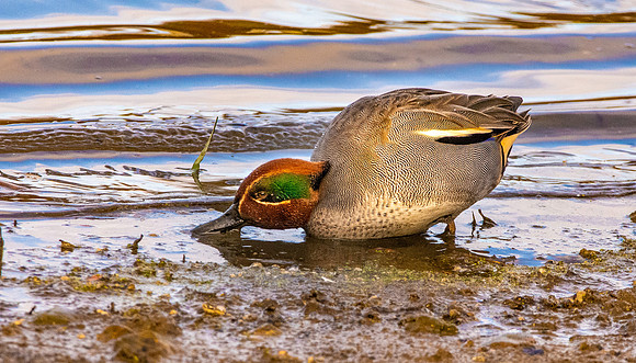 Eurasian Wigeon