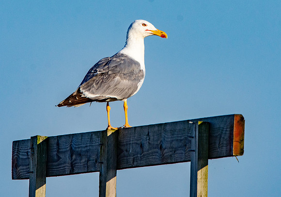 Yellow legged gull