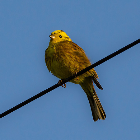 Yellowhammer