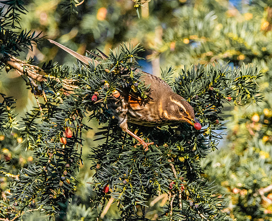 Redwing