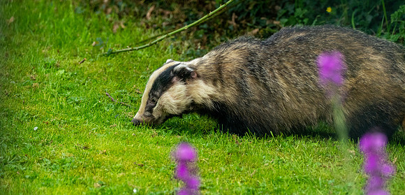 European badger