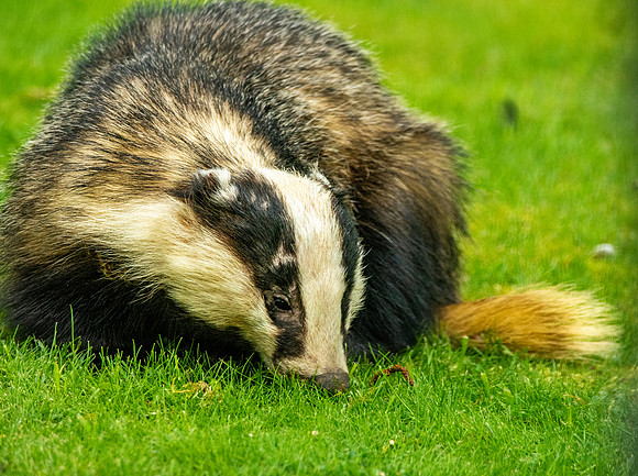 European badger