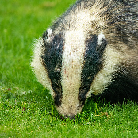 European badger